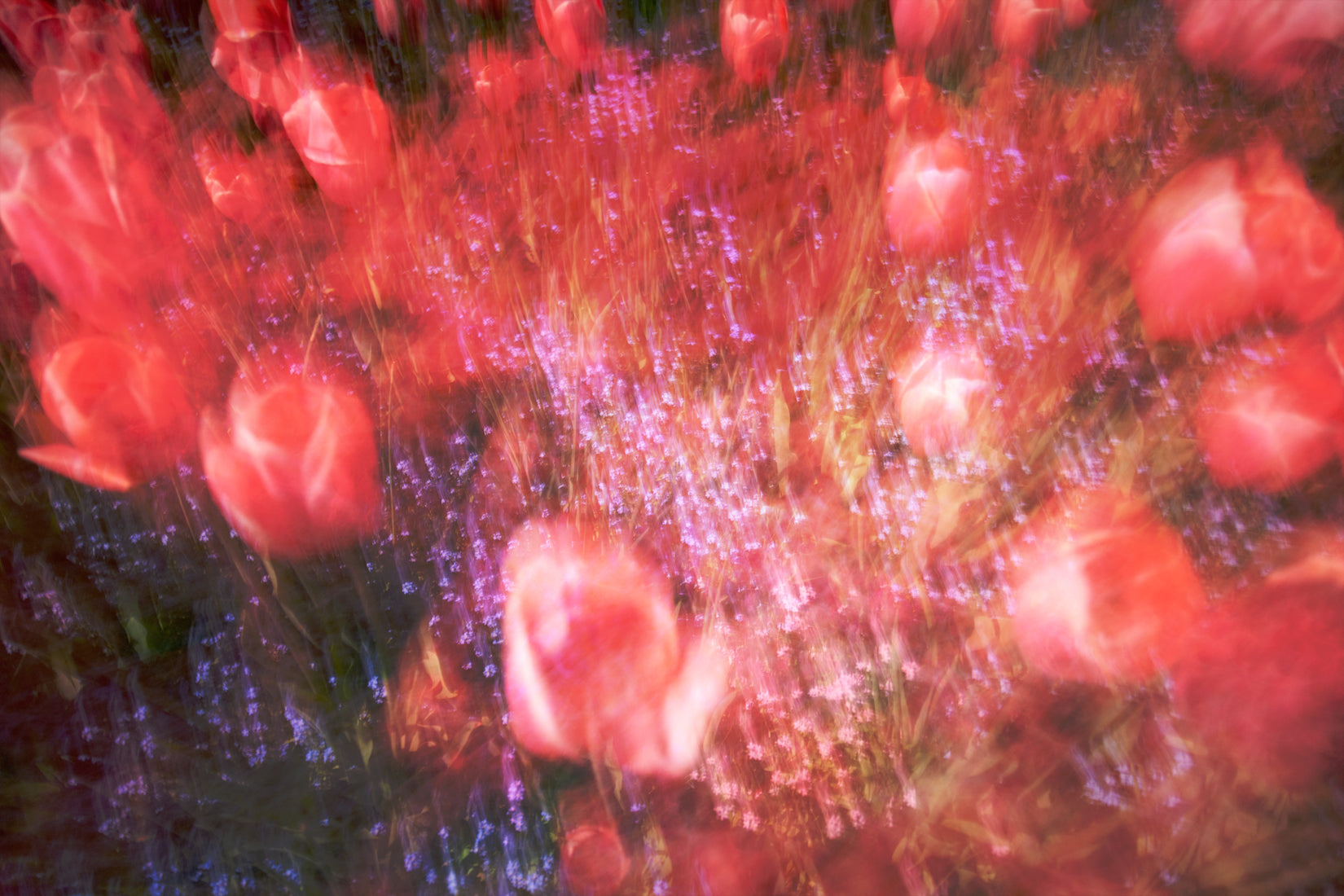 'Butchart Gardens No. 1'