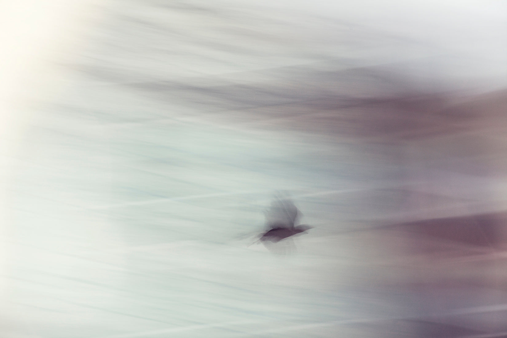 'Bird at Wharf Street'